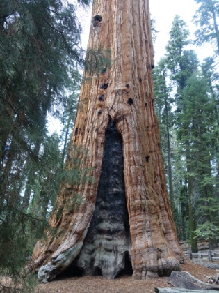 Giant fire scar at the base.