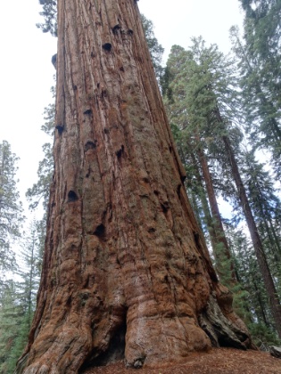 Walking around the base of the General Sherman tree. Those trees in the background that look like toothpicks are actually pretty big trees!