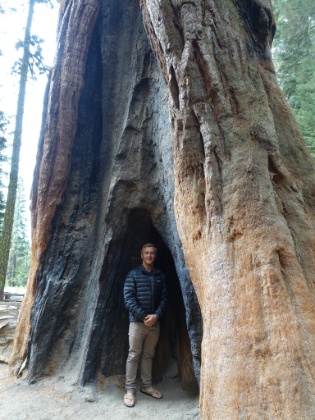 A couple more Giant Sequoia photos as we head back to the car.