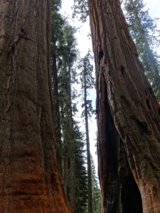 The Twin Sisters, two Giant Sequoia that fused at the base as they grew. Now it's time for our tour of Crystal Cave.