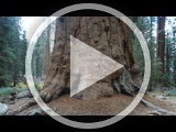 Video looking up the entire 275' height of the General Sherman tree.  For best performance, you can view the video on  YouTube .