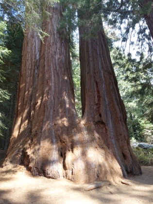 We arrived in Grant Grove late in the afternoon the day before starting the hike. This trip was at least partially a birthday present for Dustin, and we delayed the trip until the tail end of summer to avoid the crowds on the popular Rae Lakes Loop. The weather this time of year can get dicey, and we evidently just missed a thunderstorm the day before, but the weather was perfect today.