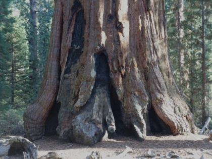 Many of these huge Sequoia show the results of surviving countless fires over the course of hundreds and hundreds of years.