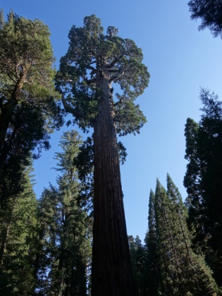 It's almost impossible to capture the full height and sheer mass of this tree in a single picture.