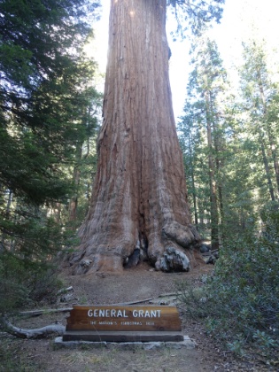 The General Grant tree. The third largest tree in the world by volume at 267' tall and 29' in diameter. It was labeled "The Nation's Christmas Tree" in 1926.