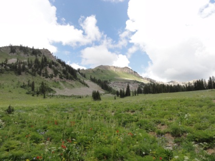Starting to see more and more wildflowers in the meadows.