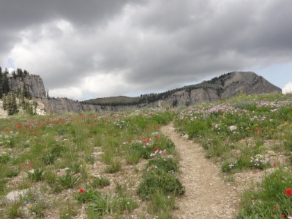 Back above the treeline and increasingly into wildflower country.