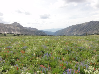 I do mean huge meadows of them! I feel like singing "the hills are alive with the sound of music..."
