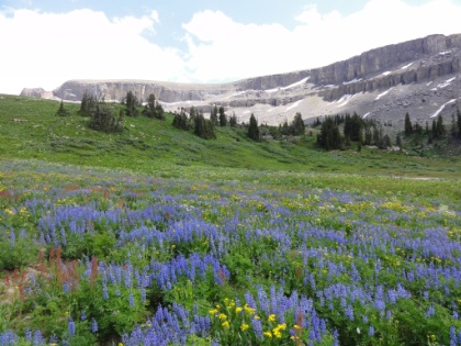 The wildflowers on this section of trail are just amazing.