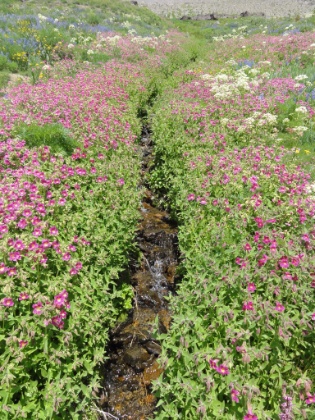 A creek cutting through a flower bed.