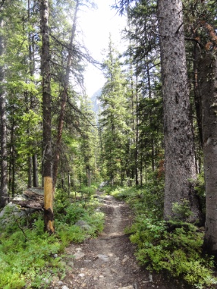 I would love to run these trails (minus the grizzly bears)! The trail has been downhill for some time now, which has made for a good pace. But it also means that I've dropped down to almost 7,500' yet I have to get all the way up to 10,700' on Paintbrush Divide today!