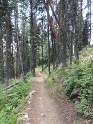 Some more great single track.