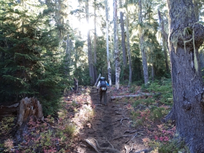 Some fall color admist the green. And lots of hanging moss, reminiscent of the Olympic Pennisula in Washington.