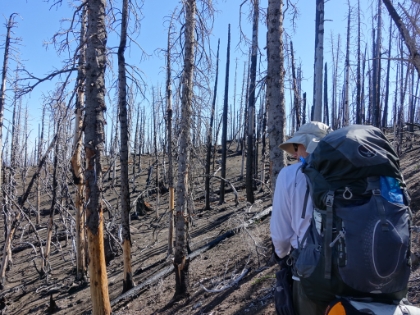The burn zone really shows how volcanic this area is under the vegetation.