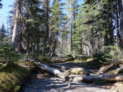 Although most of the creeks are dry this late in the year, they still offer some welcome green admidst the gray of the burn area.
