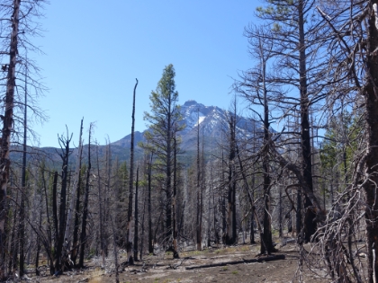 We start to get glimpses of the Middle Sister through the trees.