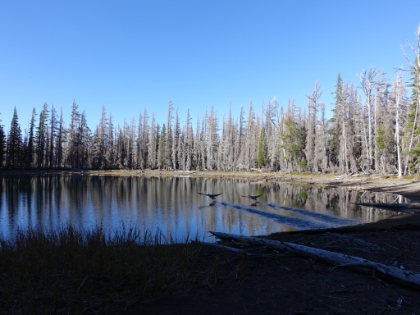 Two big geese taking off from the lake just as we arrived.