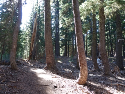 Continuing on some beautiful single track, but now alone. I was seriously bummed Dr. Rock would not get to experience the rest of the loop, and was upset at myself for not having been able to help prevent his situation. But I find solo backpacking exhilrating, so things weren't all bad.
