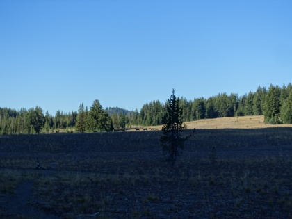 A big family of nine deer walking across the Wickiup Plains. At this point, the trail starts heading North to join up with the PCT.
