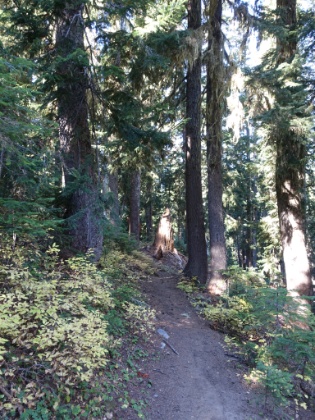 The trail dips in and out of the forest on nice single track. The trail is rolling up-and-down for most of the day. Never terribly steep, but definitely accumulating net gain.