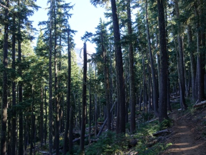An interesting forest spot, very dense but young.