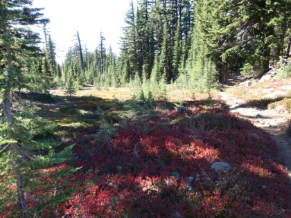 I'm not sure what these plants are, but they are very prevalent in this area, and make for some amazing color contrasts.