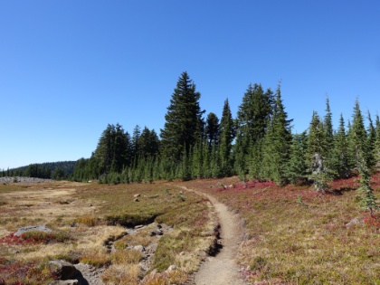 Carpet of red and green.