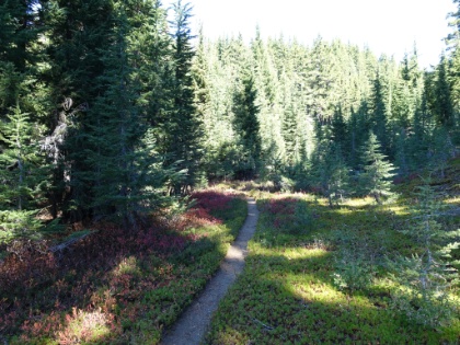 Couldn't groom a trail this perfectly if you tried.