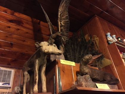 And one of the most popular items in their collection... a two-headed calf. After dinner, we drove to a little roadside motel in Chemult where we stayed the night. The manager came out in his bathroom and slippers. Five stars all the way.