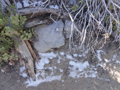 Our first sign of snow and it's only around 6500'. We might be hitting more snow than I thought.