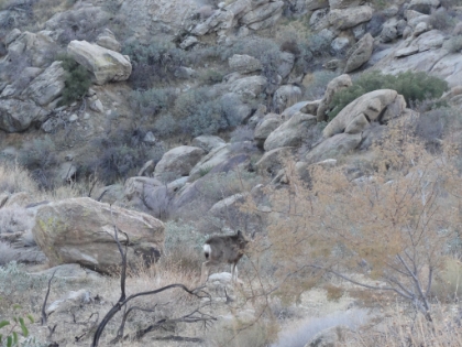 Our only wildlife sighting for the day. He/she was standing right on the trail maybe 15' in front of me when I startled it and it went bounding off down the hill.
