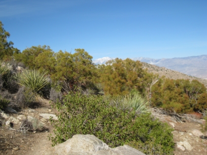 Green! Some of the first real, green vegatation starts to appear at almost exactly 4000'. Mt. San Gorgonio is in the distance.