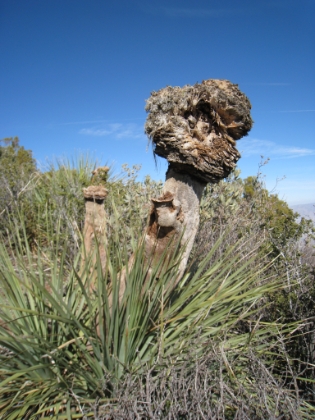 Off season Yucca. Some huge old Yucca plants without their spring flowers.