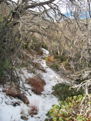 Snowy trail winding through old chapparal plants.