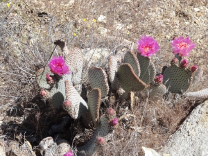 I have since learned that these are called Beavertail cactii.