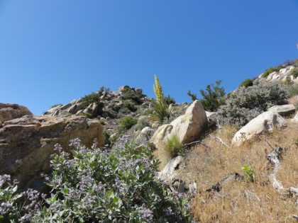 The wildflowers are in full bloom.