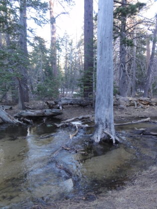 There's lots of water up here from the recent snow melt.