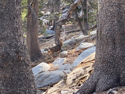 A buck strikes a majestic pose for me.