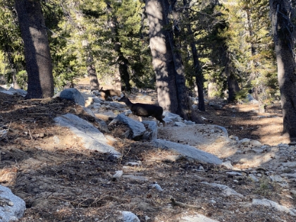 More deer on the way down.