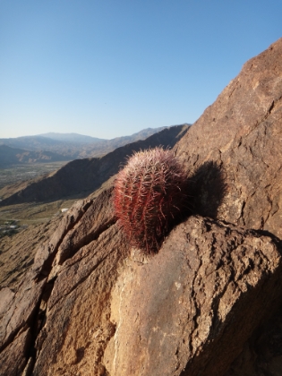 I've probably taken a picture of this same cactus on every trip here, but I still think it's cool.