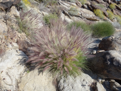 The Spring wildflowers are just starting to bloom.
