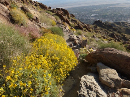 The wildflowers are bright against the rocks.