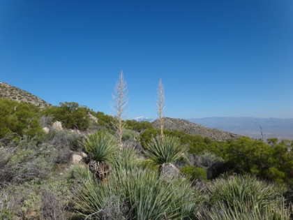 Mt. San Gorgonio framed by Yuccas. I was on top of Gorgonio in the snow almost exactly one month earlier.