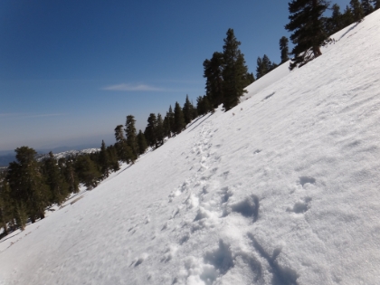 Another fun traverse. This would be pretty easy in crampons, but I have nothing but my YakTrax Pros because I have to travel light and it would be a pain to carry my heavy/bulky steel crampons up Skyline. Fortunately there's nothing too dangerous downslope from here.
