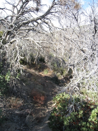 Chapparal tunnel. There was snow at this point last time.