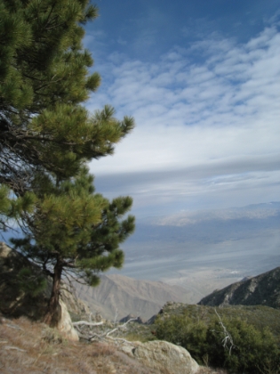 The sub-alpine zone starts at about 7500'. Into the pine trees now, but still with a view of the valley over 7000' below. Hard to believe I was just down there not long ago.