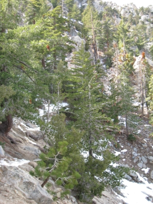 This was a pretty risky snow traverse last time, but it's only patchy snow now.