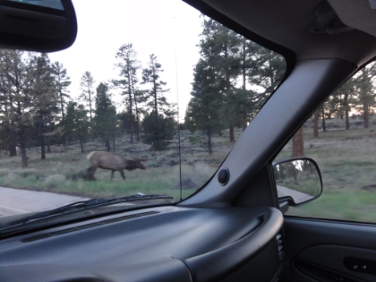 A good sized male elk crossed the road not far in front of the car. Now it's time to find some dinner, check into the hotel, and get to bed early and be ready for tomorrow.