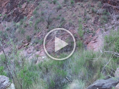 A short video made strictly for the sound clip. Turn your speakers up loud. In the area along Garden Creek, some sort of animal was making these really loud sounds that echoed across the canyon. I'm assuming it was some sort of frog, but it sounded more like sheep. I was actually half expecting to see a mountain goat. One frog would make the sound, and then another one would answer from 100 yards up the trail, and it would go back and forth all across the canyon. It was a bit freaky.