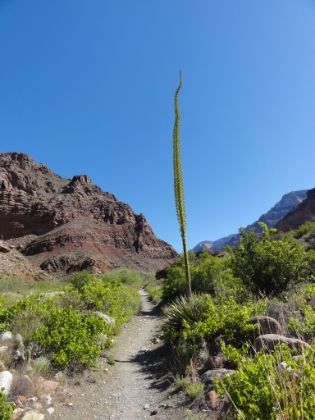 A particularly tall Agave plant, probably 20-30' tall.